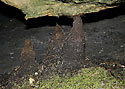 Root stalagmites - main link