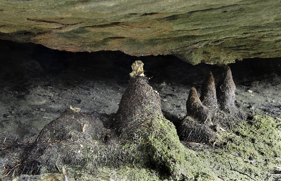 Root stalagmites - larger format