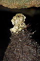 Root stalagmite - main link