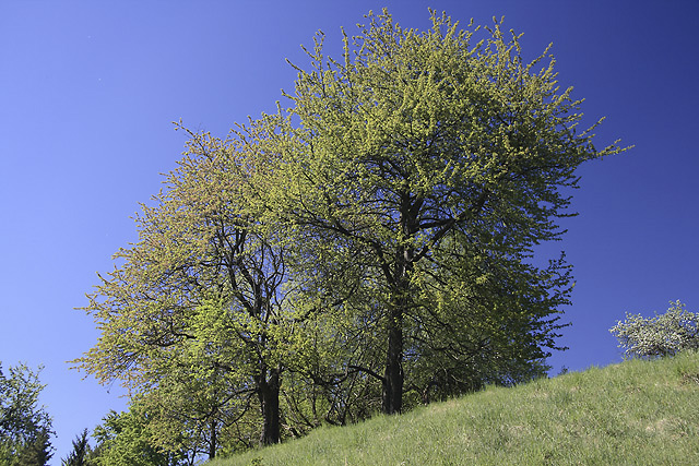 Trees - smaller format