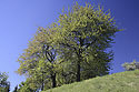 Stromy - hlavn odkaz