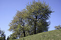 Stromy - hlavn odkaz