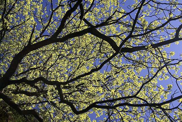 Leaves - smaller format