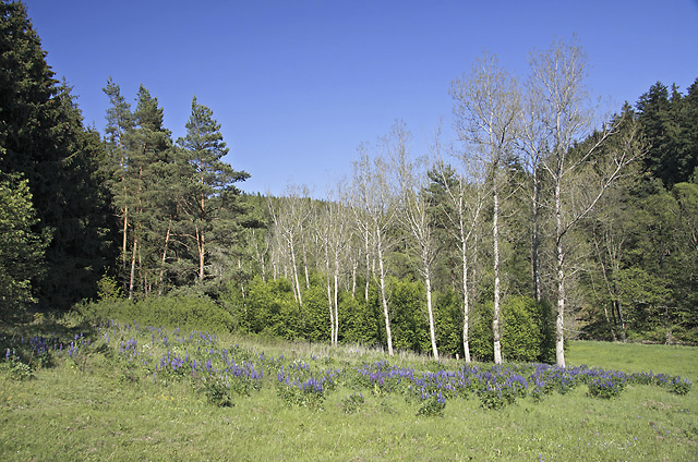 Wild lupines - smaller format