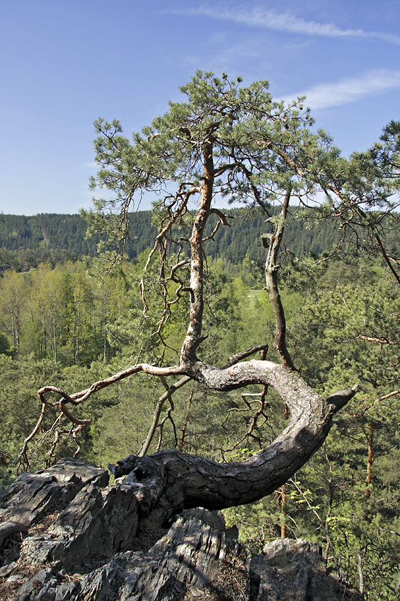 Na skle nad ekou - vt formt