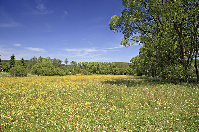 Meadows near "Mladotice" - smaller format