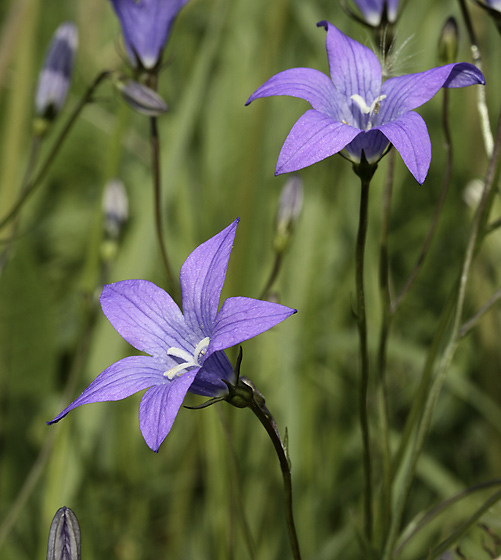 Harebells - smaller format