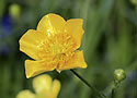 Globe-flower - main link