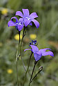 Harebells - main link