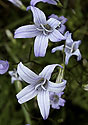Harebells - main link