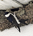 Martlet - main link