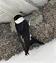 Martlet - main link