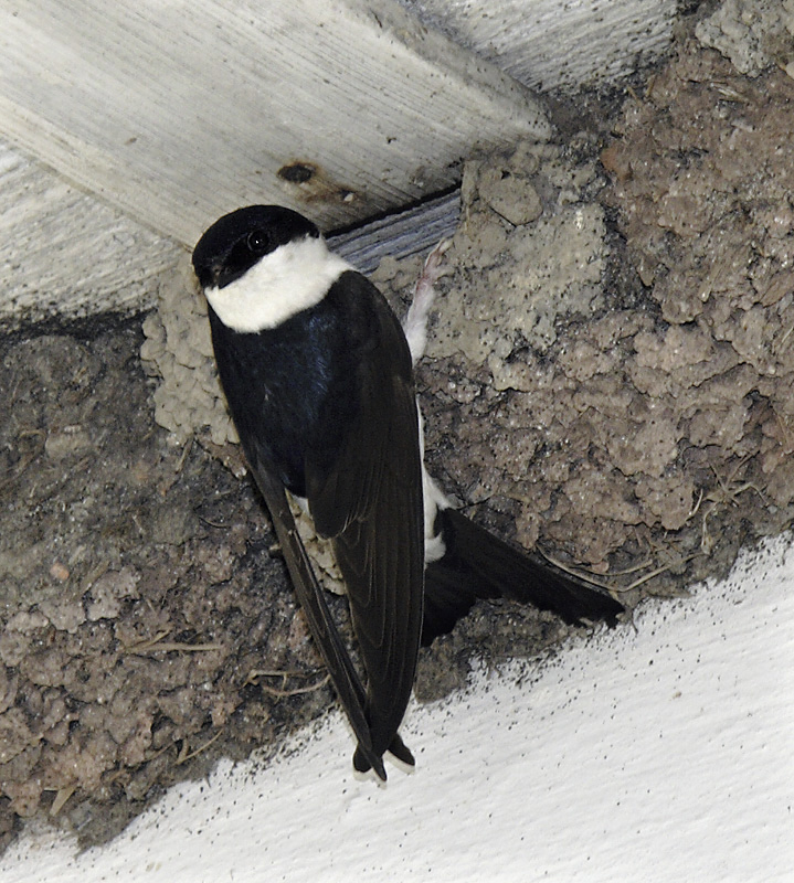 Martlet - larger format