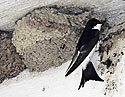 Martlet - main link