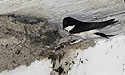 Martlet - main link