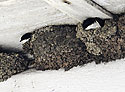 Martlets - main link