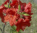 Azalea - main link