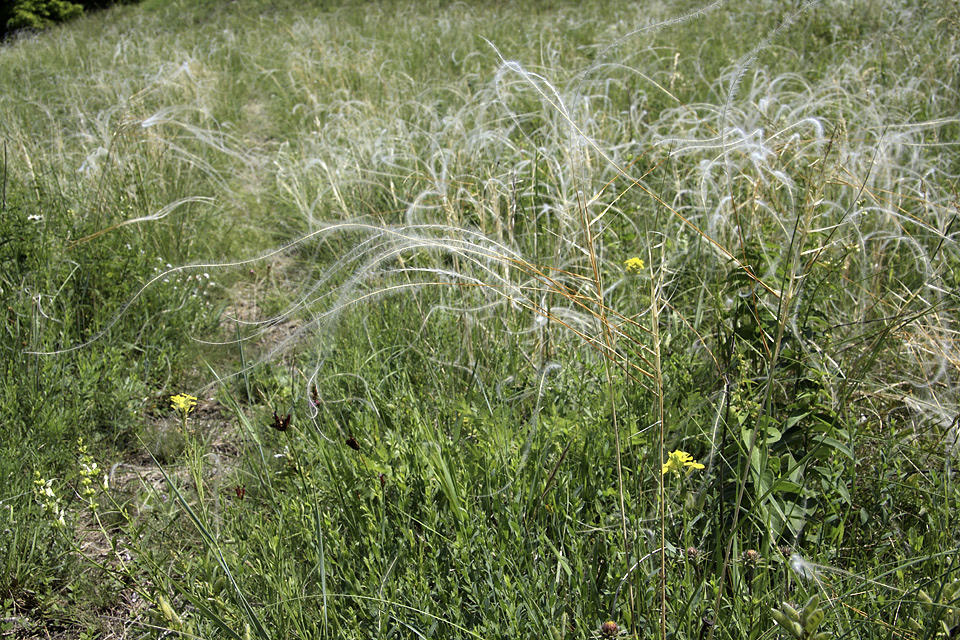 Stipa grass - larger format