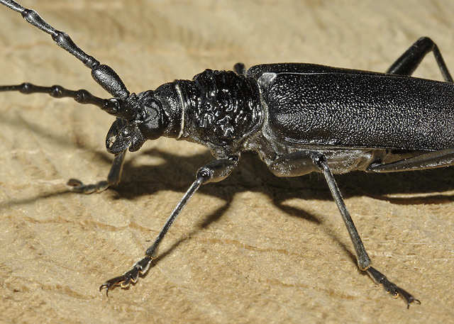 Cerambyx cerdo - smaller format