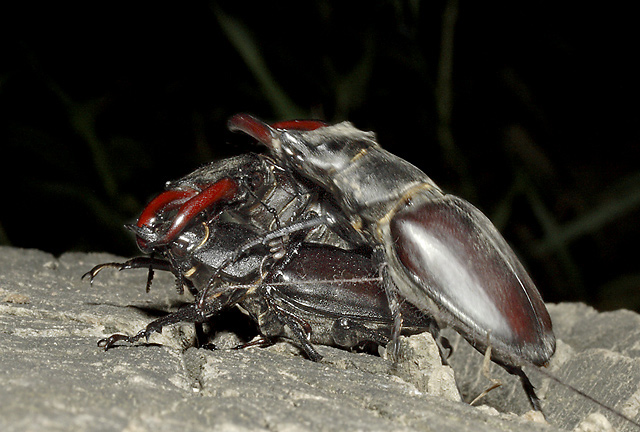 Stag beetles - smaller format