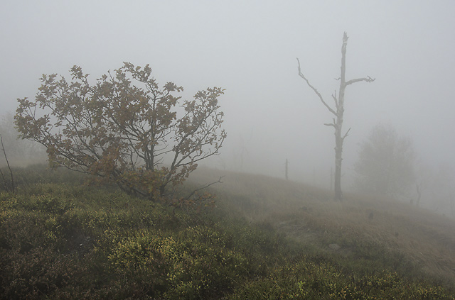 Foggy morning - smaller format