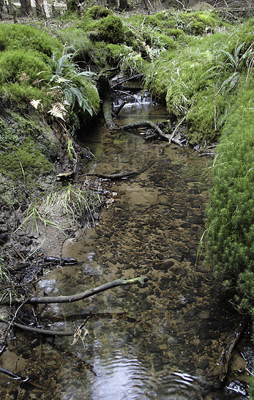 Little creek - smaller format