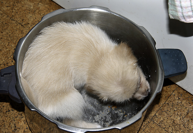 Washing dishes - smaller format