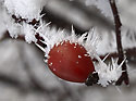 Hoarfrost - main link