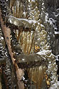 Ladder - main link