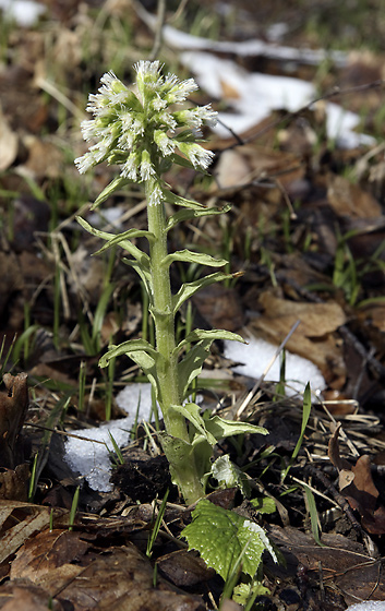 White butter bur - smaller format
