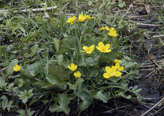 Marsh marigolds - smaller format