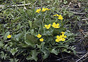 Marsh marigolds - main link