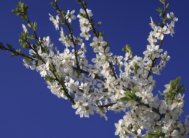 Blossom - smaller format