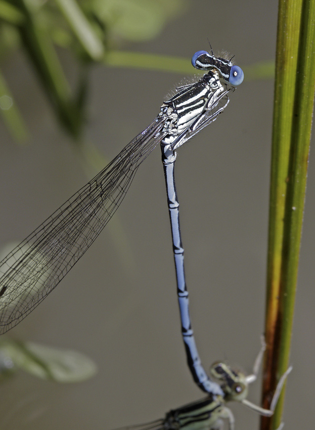 Damsel-fly - larger format