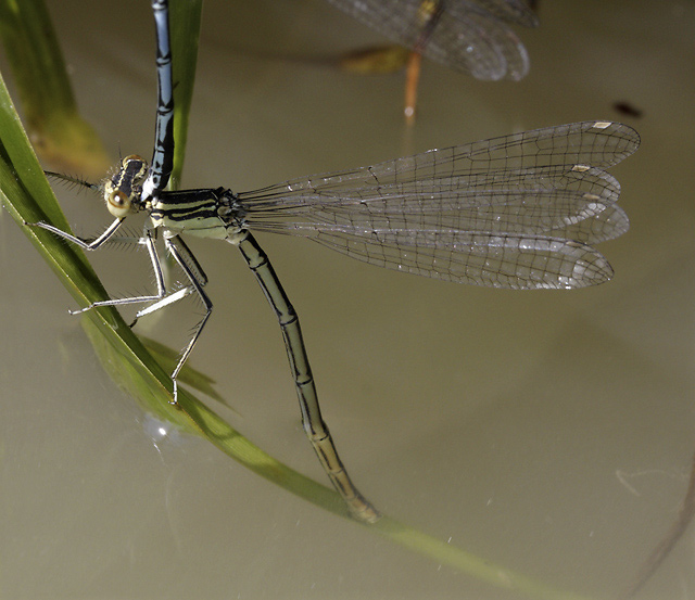 Damsel-fly - smaller format