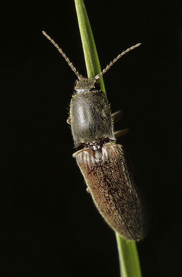Click-beetle - smaller format