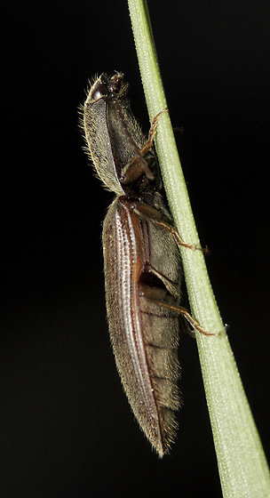 Click-beetle - smaller format