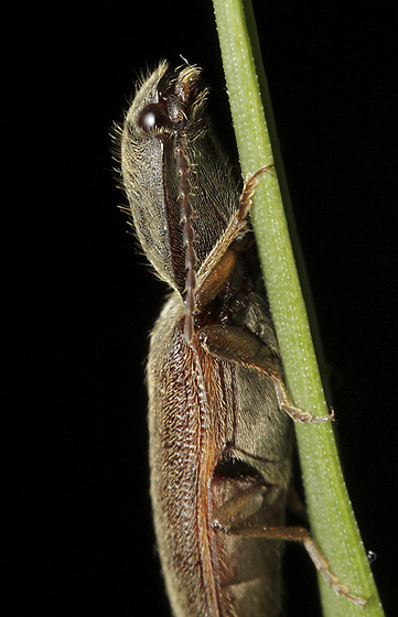 Click-beetle - smaller format