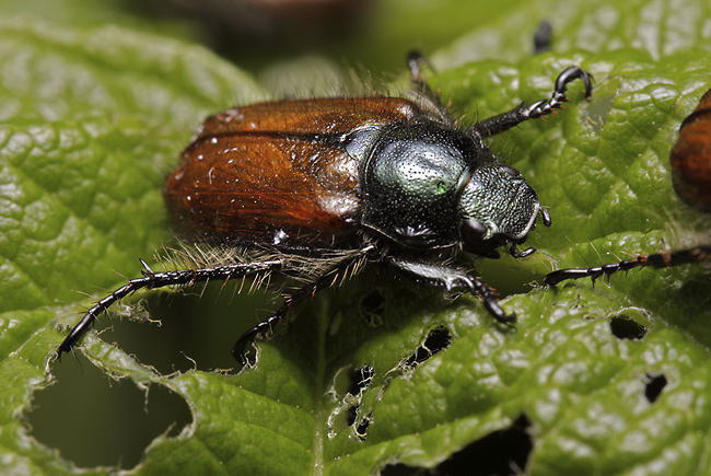 Fernshaw beetle - smaller format