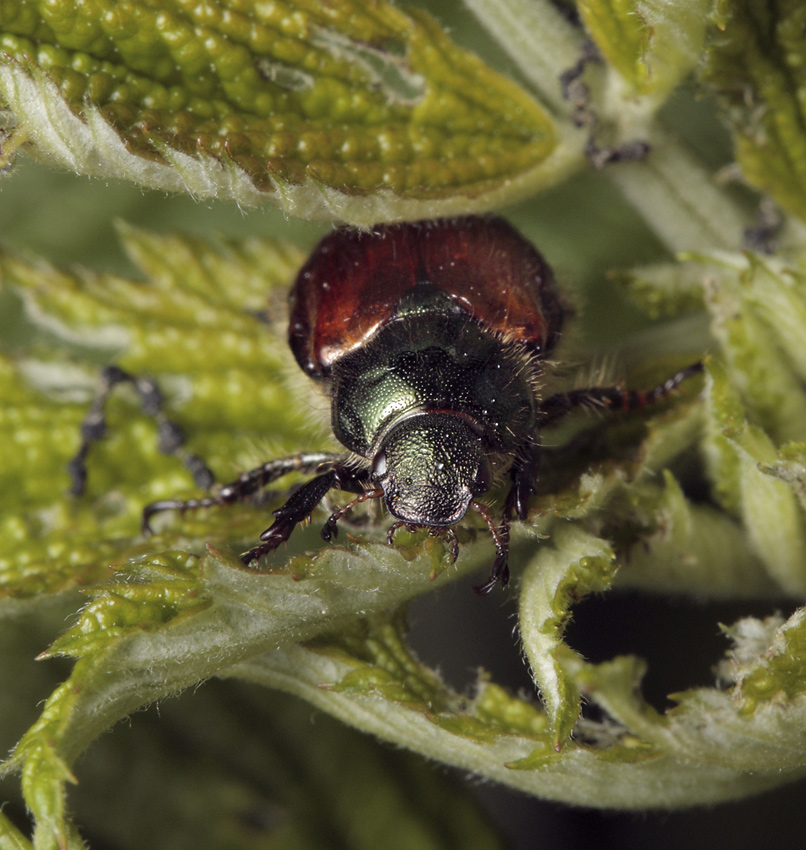 Fernshaw beetle - larger format