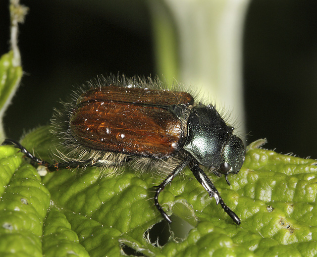 Fernshaw beetle - smaller format