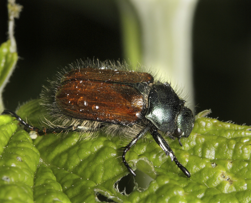 Fernshaw beetle - larger format