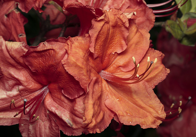 Azalea - smaller format