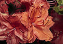Azalea - main link