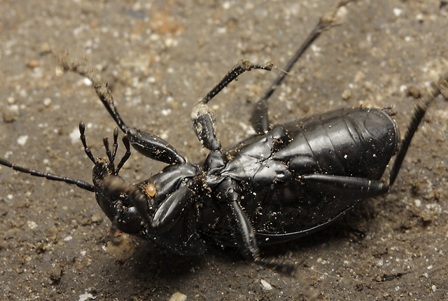Carabus scheidleri - smaller format