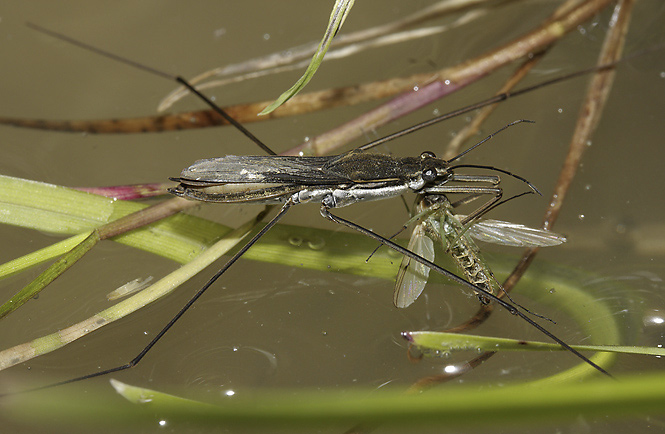 Water strider - smaller format