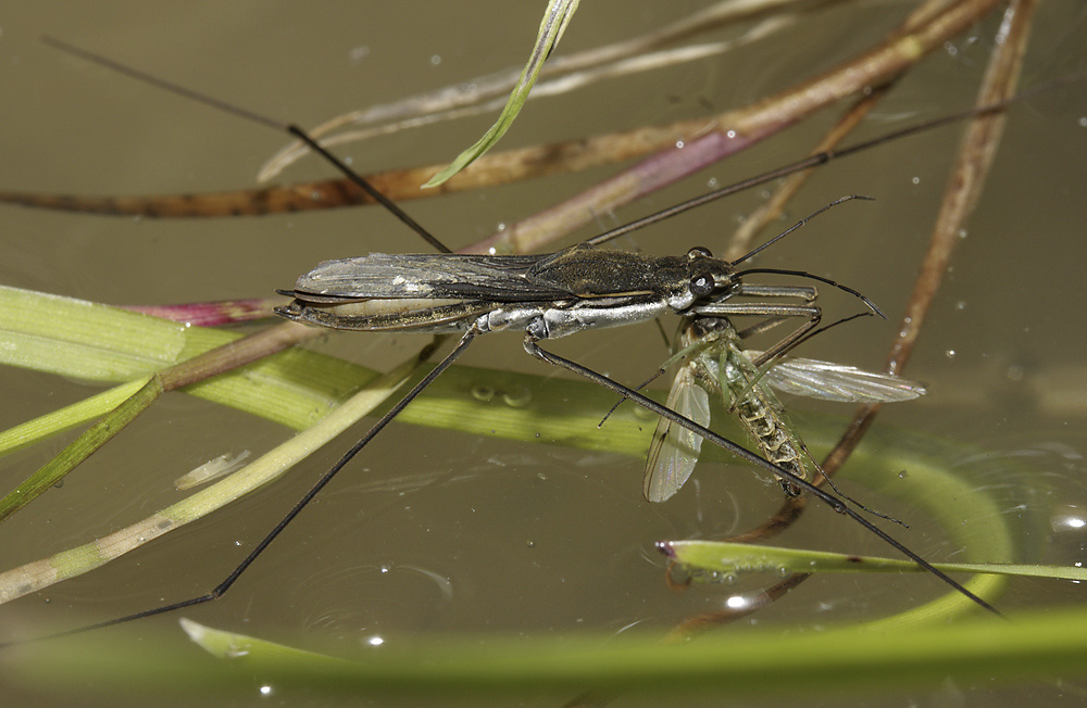Water strider - larger format