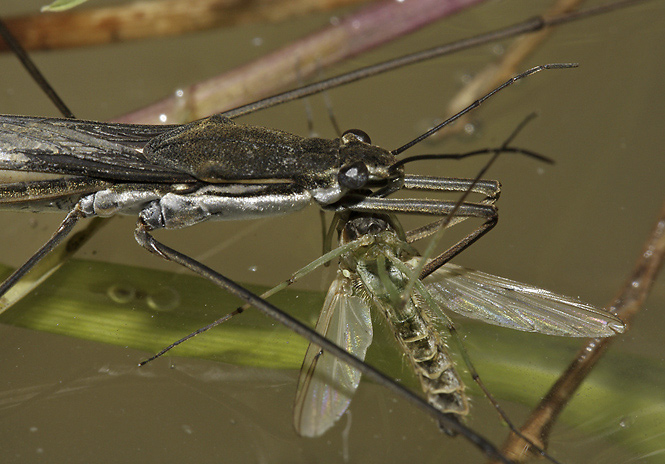 Water strider - smaller format