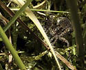 Jungle predator - main link