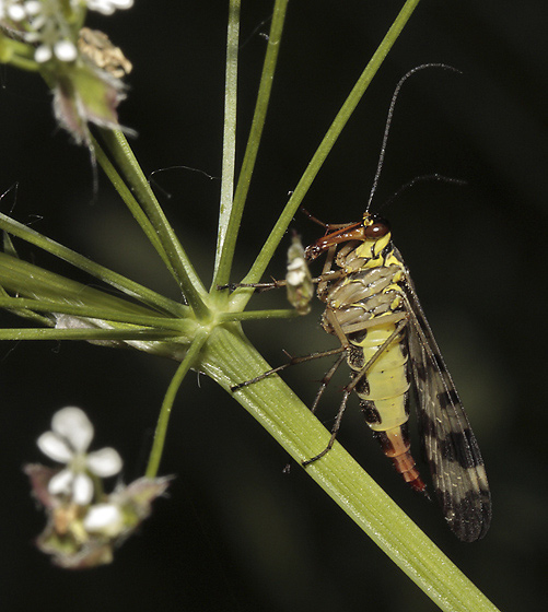 Scorpion fly - smaller format